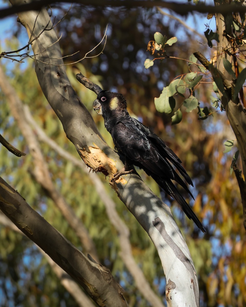 Yellow-tailed Black-Cockatoo - ML640851265