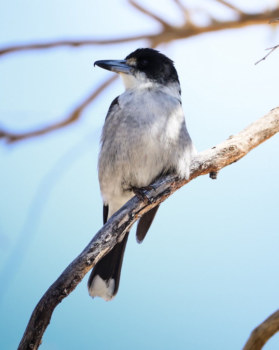 Gray Butcherbird - ML640851270