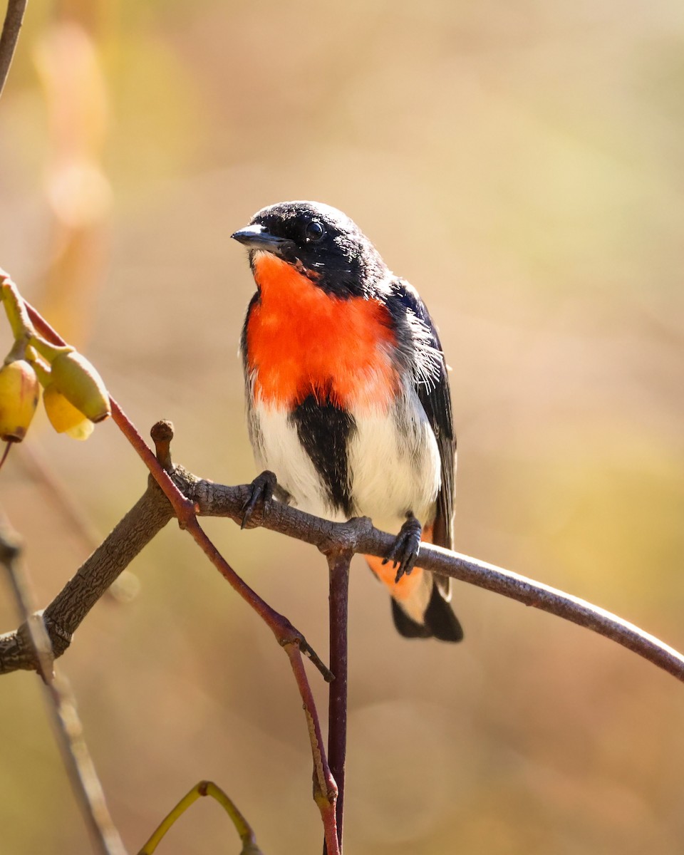 Mistletoebird - ML640851271