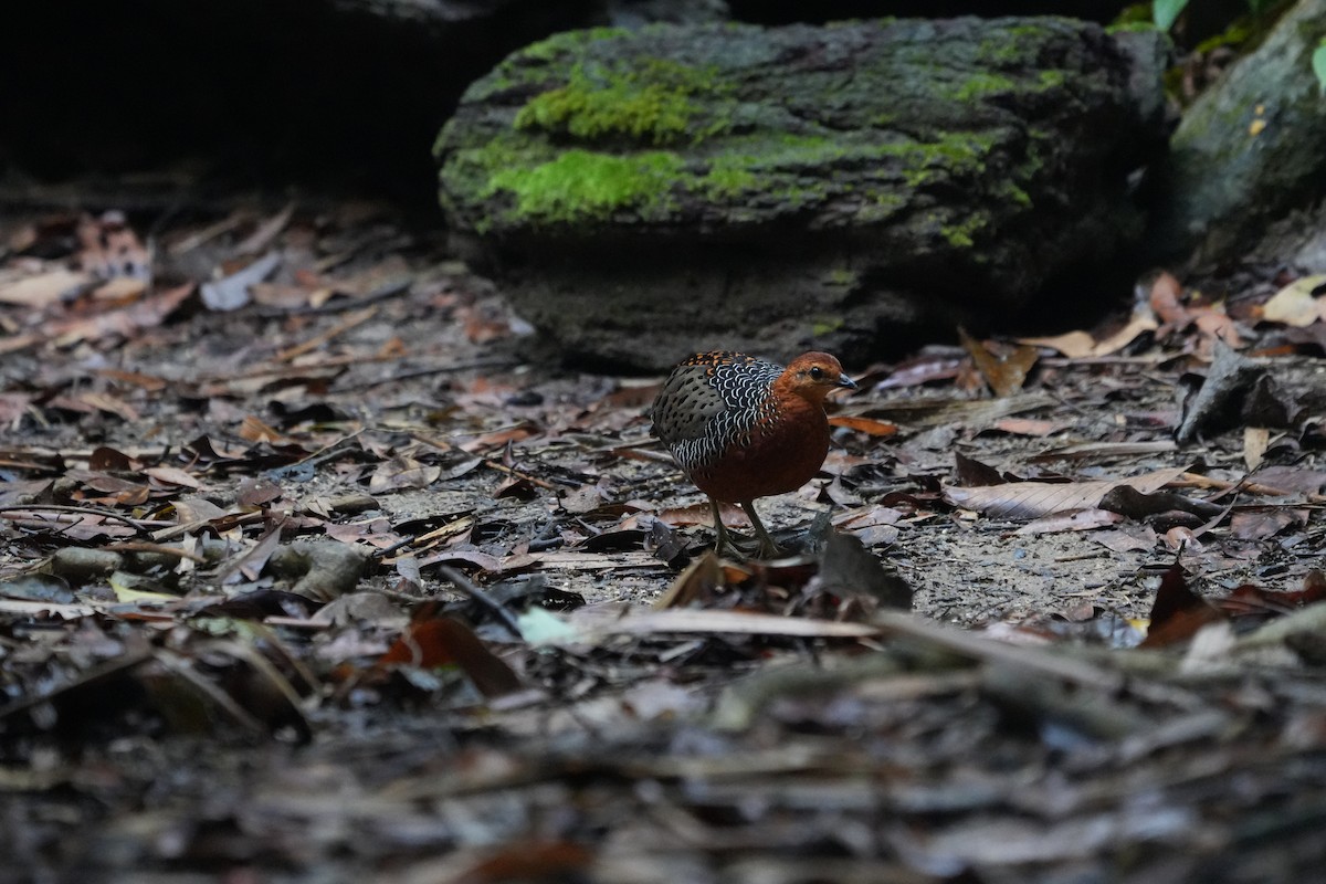 Ferruginous Partridge - ML640851298