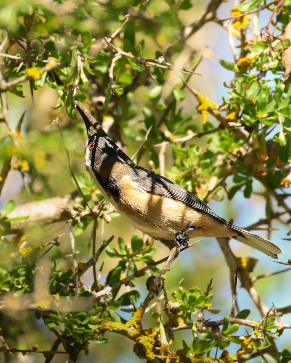 Eastern Spinebill - ML640851321