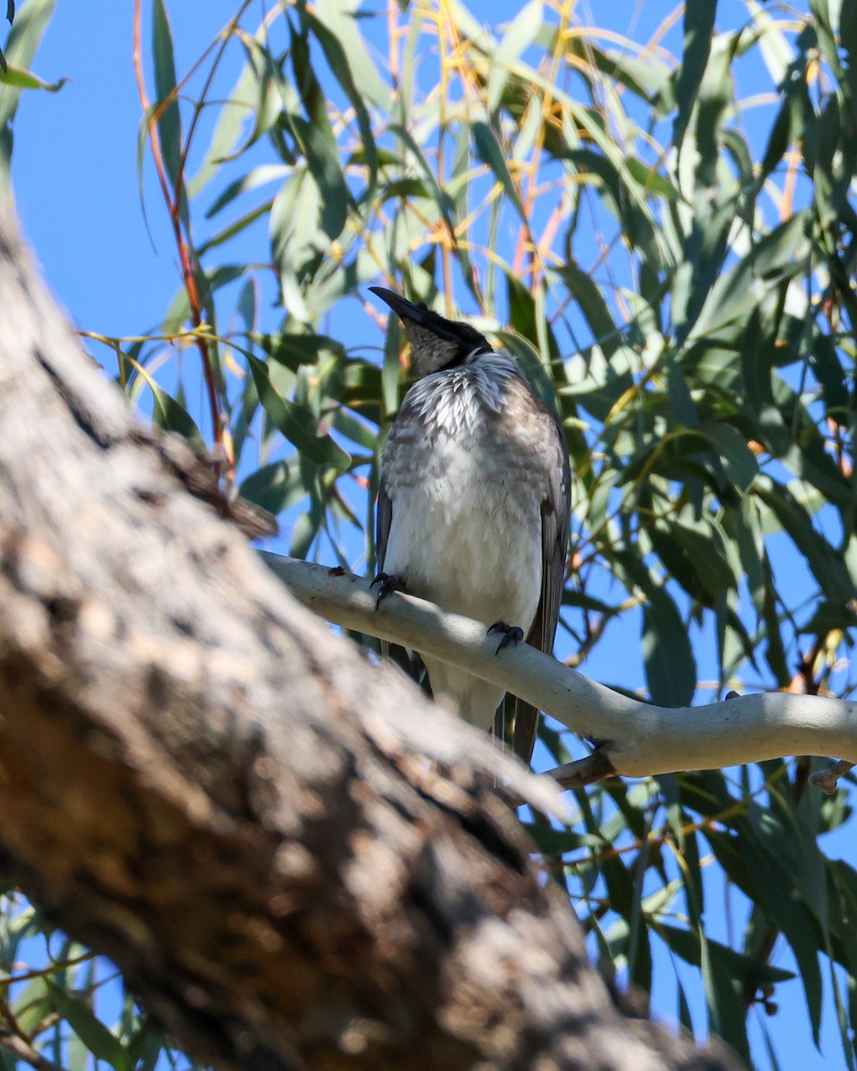 Noisy Friarbird - ML640851325