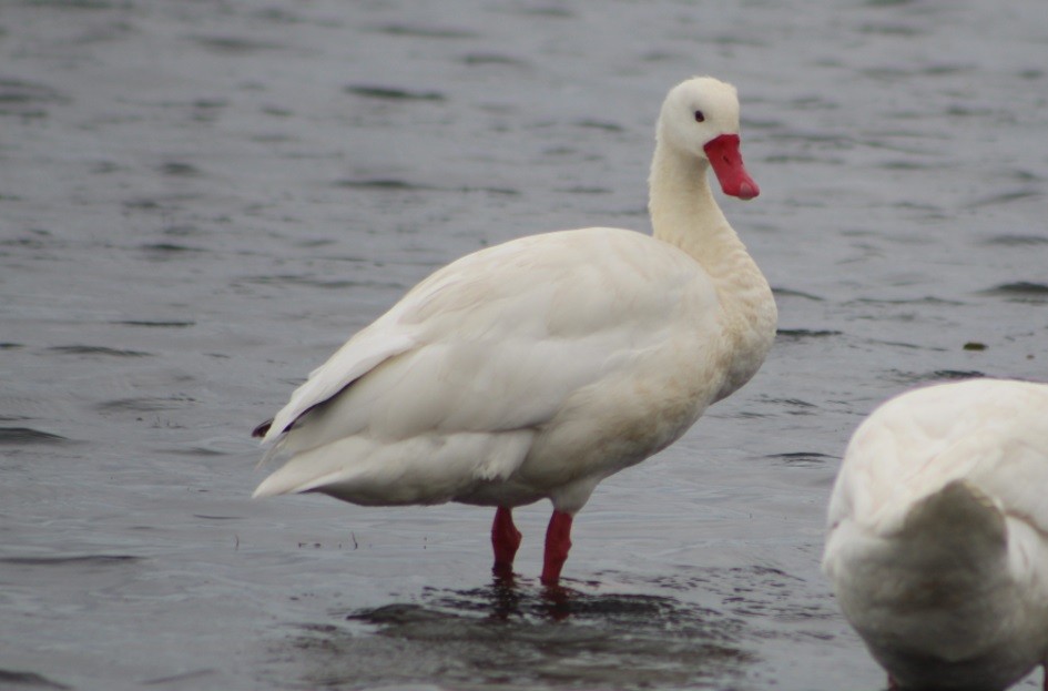 Coscoroba Swan - ML640851335