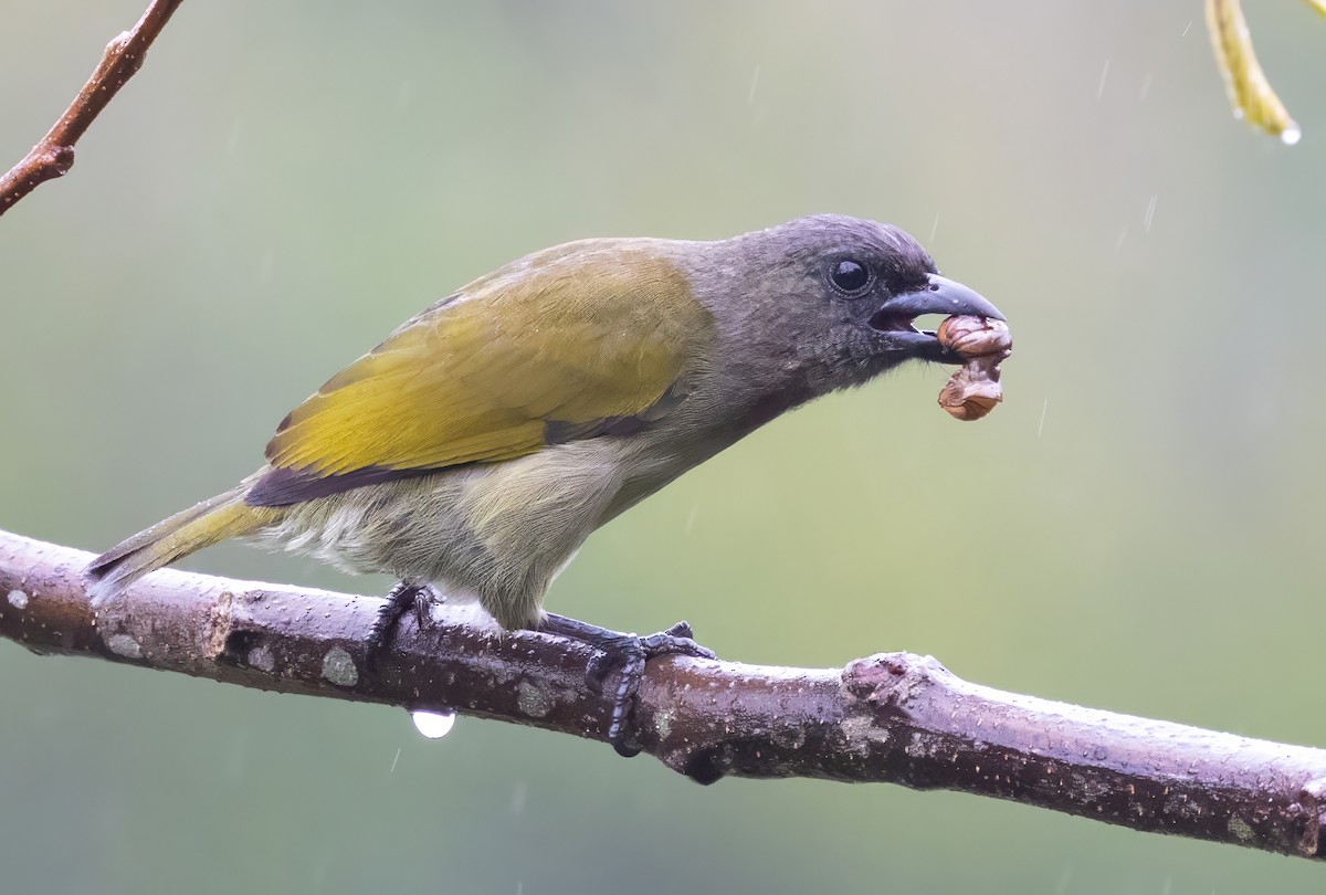 Green Barbet - ML640851360