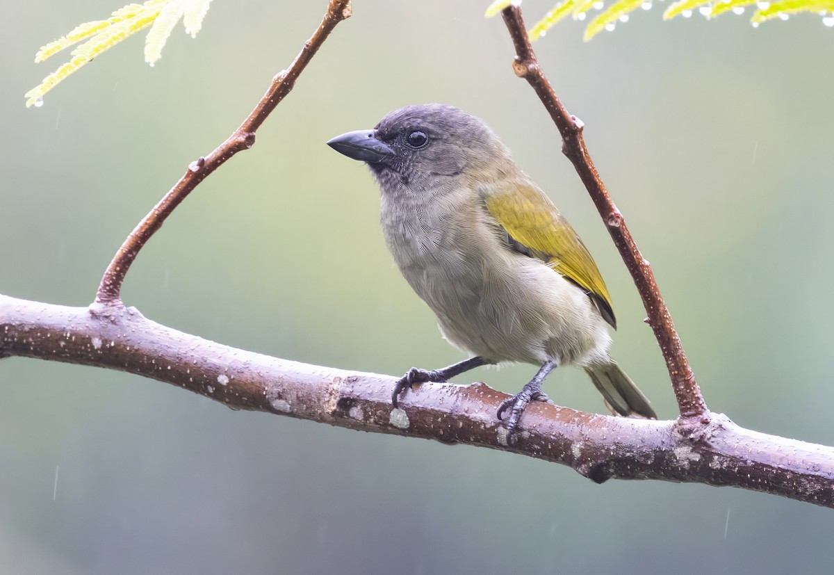 Green Barbet - ML640851361