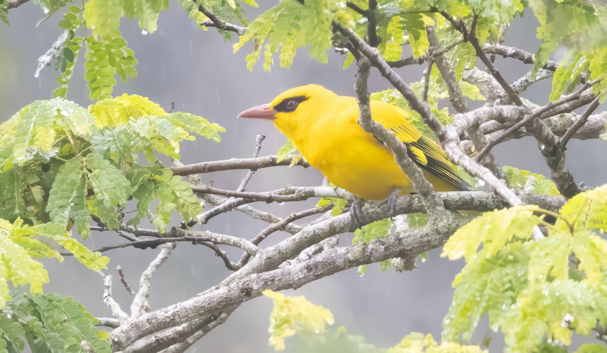 African Golden Oriole - ML640851366