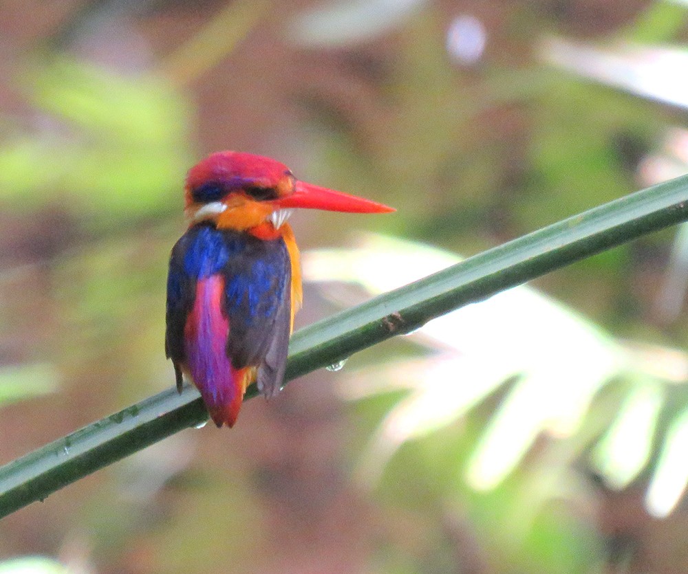 黑背三趾翠鳥 - ML640851373