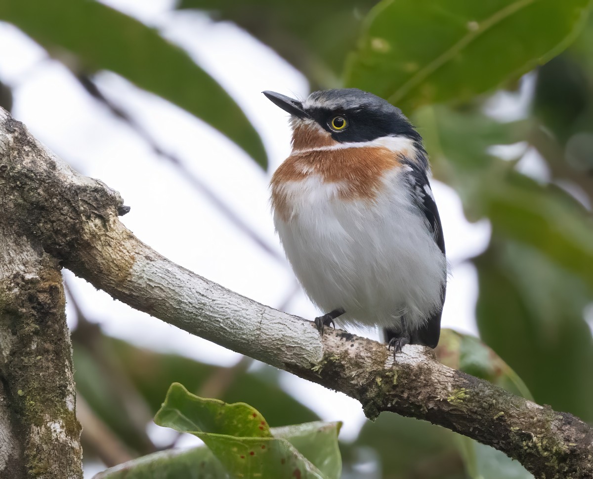 Pale Batis - ML640851393