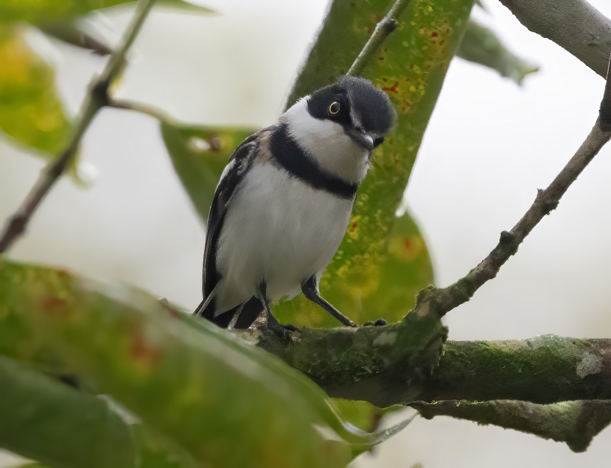 Pale Batis - ML640851394