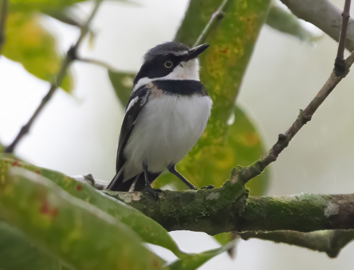 Pale Batis - ML640851395