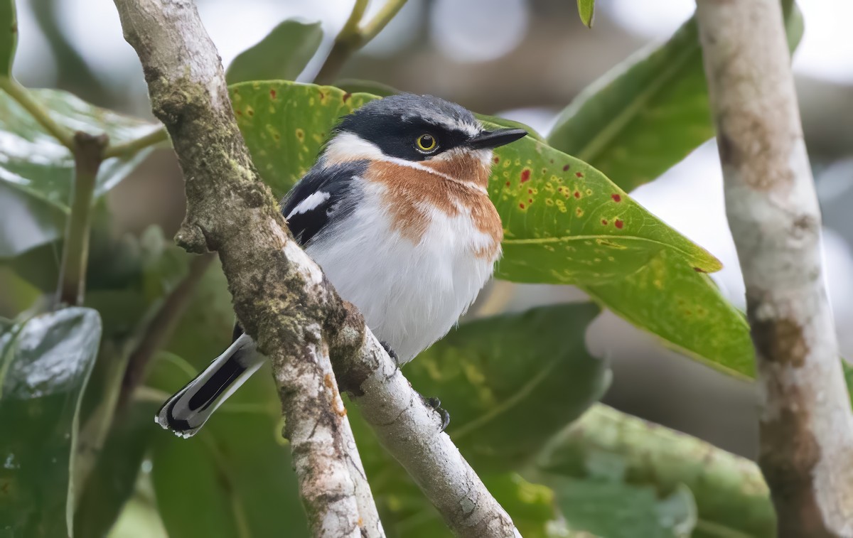 Pale Batis - ML640851396
