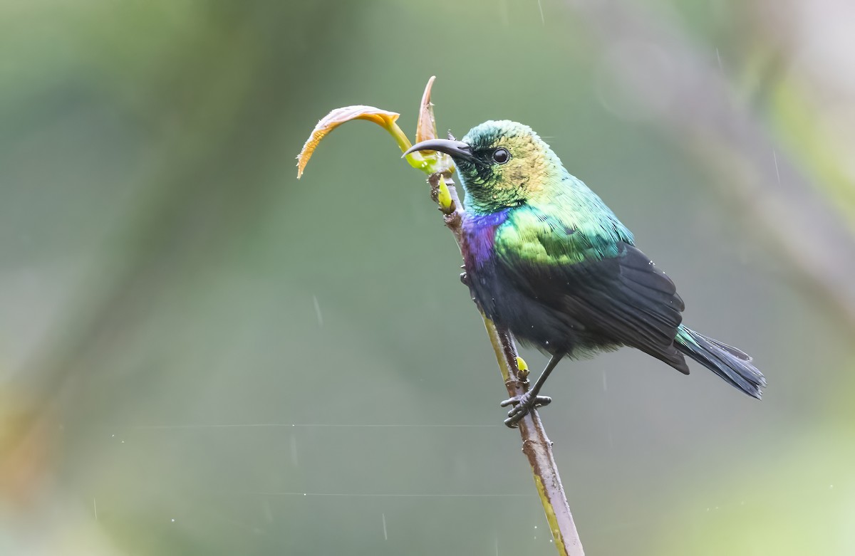 Purple-banded Sunbird - ML640851405