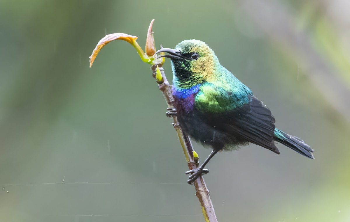 Purple-banded Sunbird - ML640851406