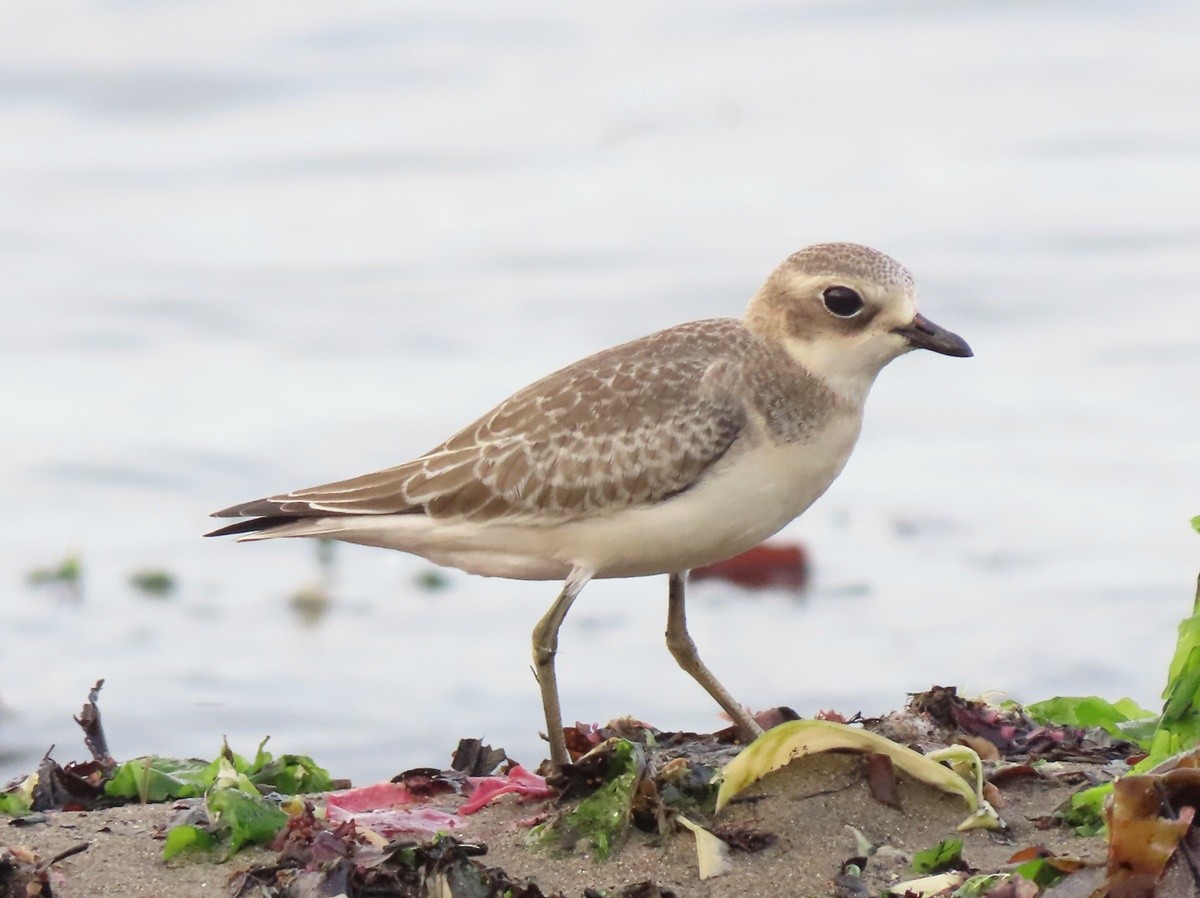 Siberian Sand-Plover - ML640851418