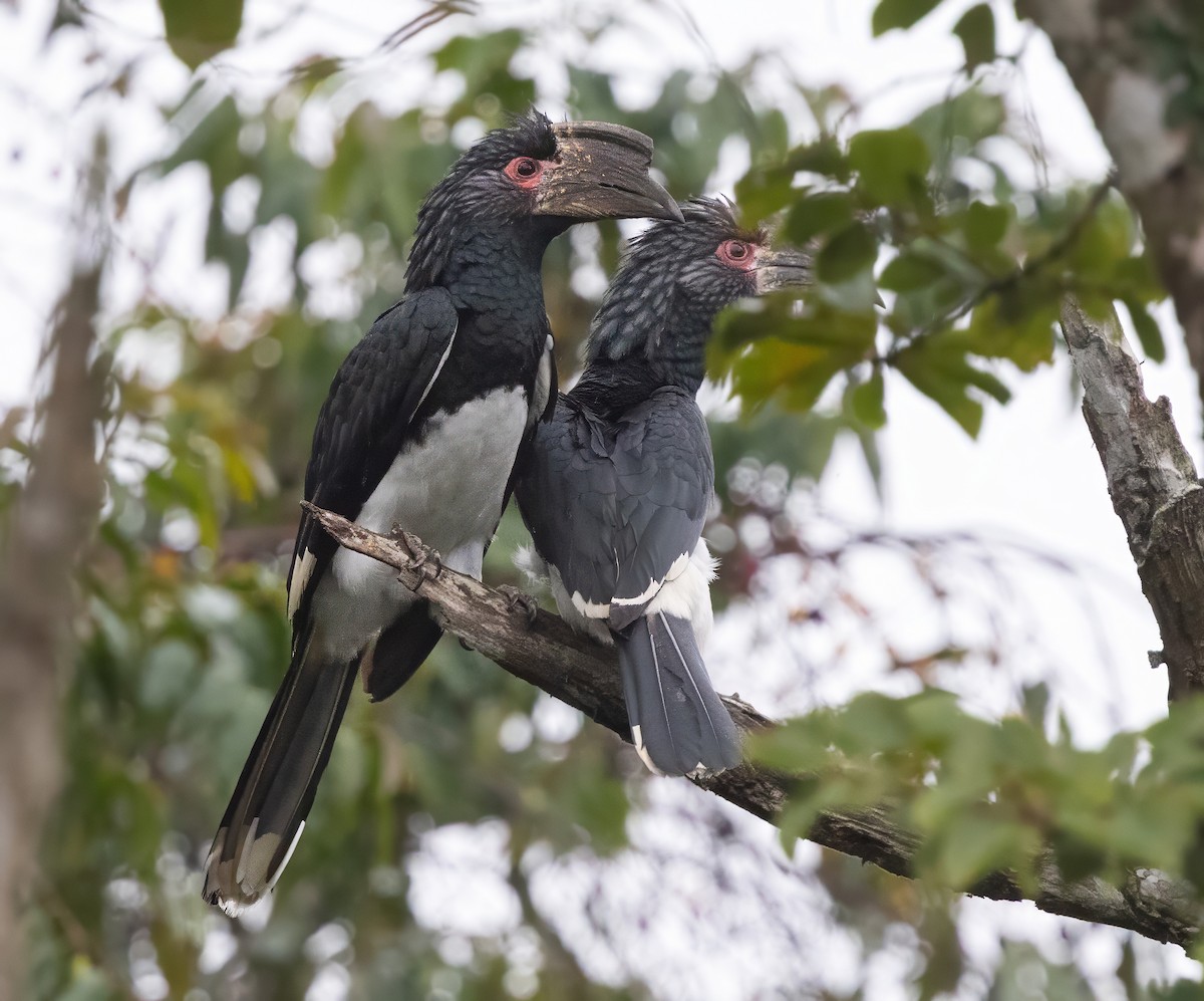 Trumpeter Hornbill - ML640851421