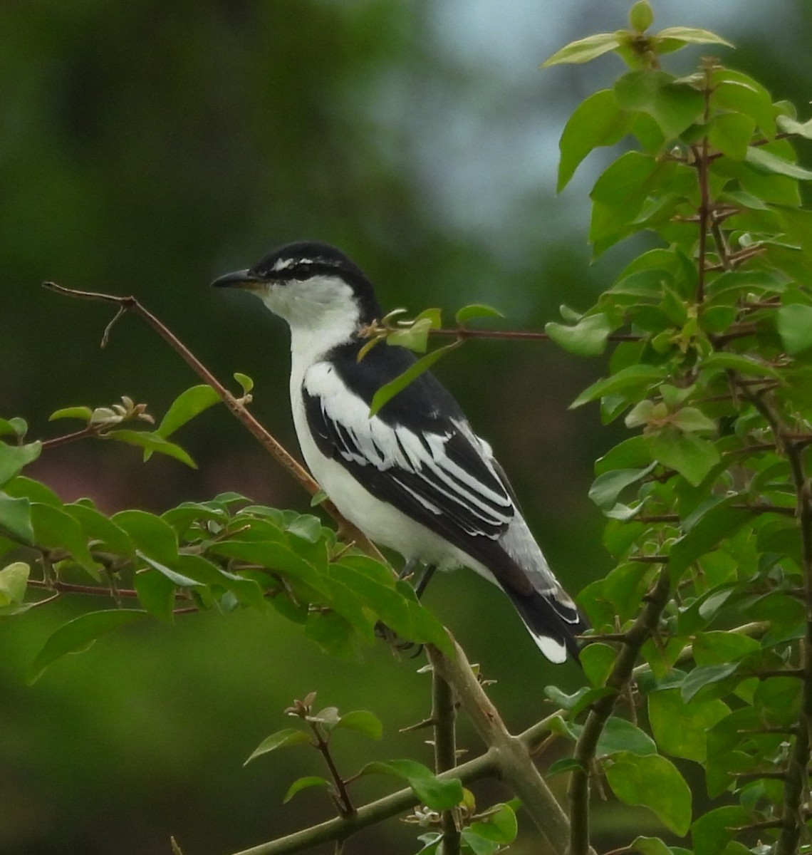 White-shouldered Triller - ML640851436