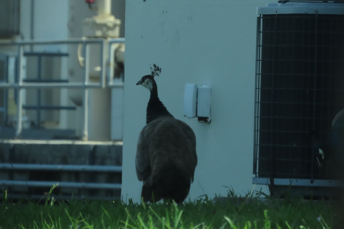 Indian Peafowl - ML640851473