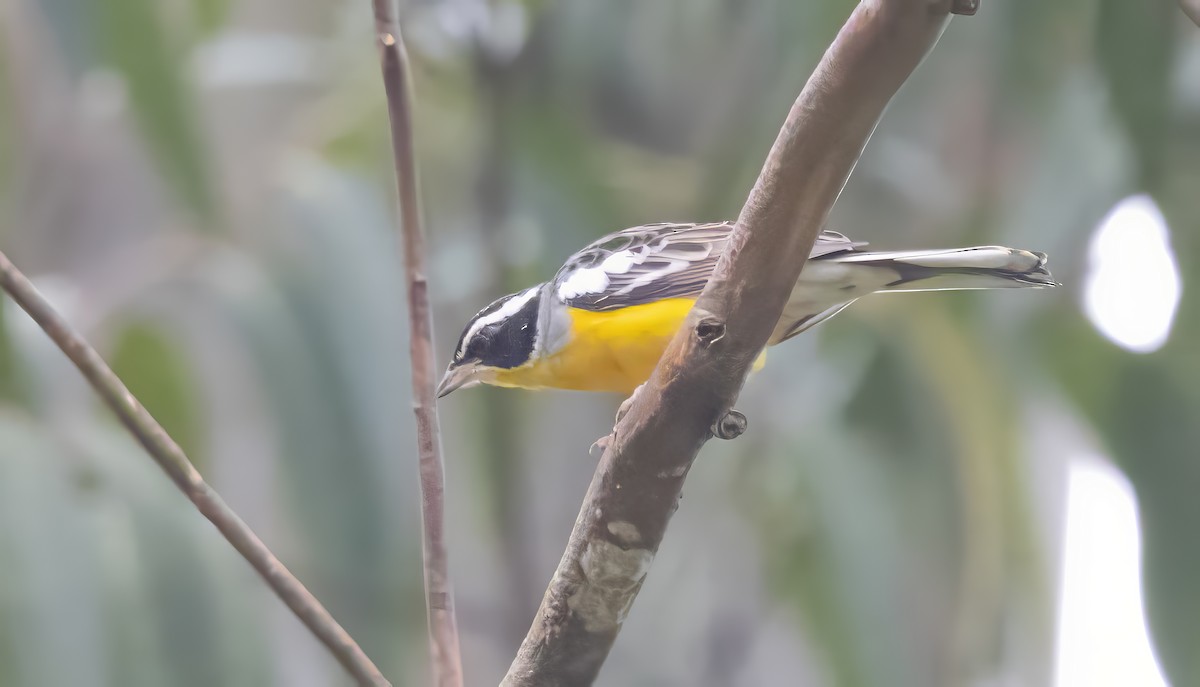 Cabanis's Bunting - ML640851476