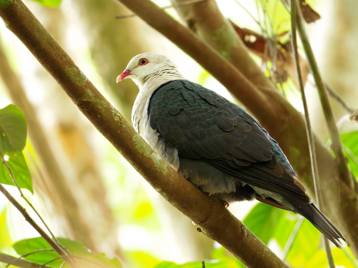 White-headed Pigeon - ML640851482