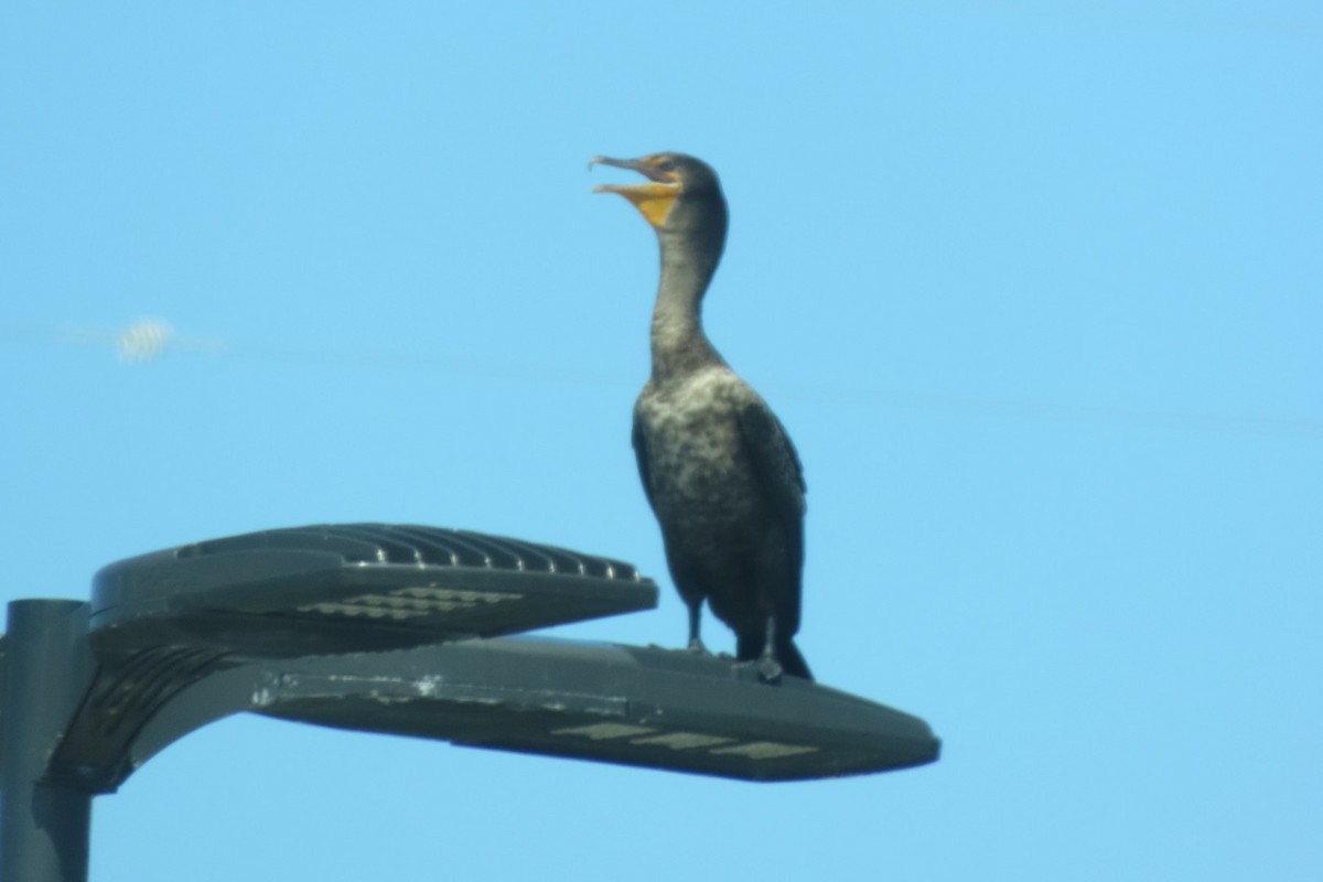 Double-crested Cormorant - ML640851488