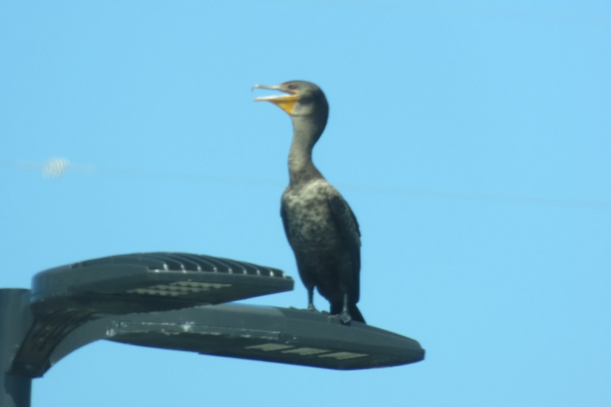 Double-crested Cormorant - ML640851489