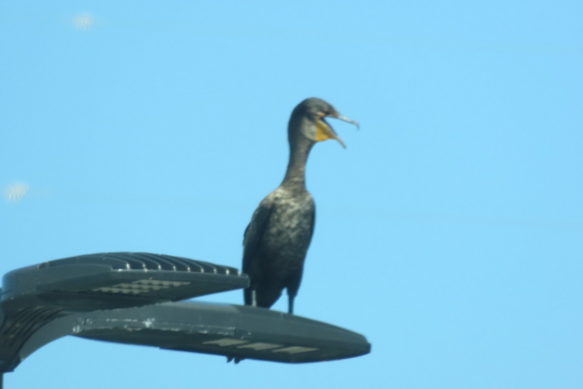 Double-crested Cormorant - ML640851490
