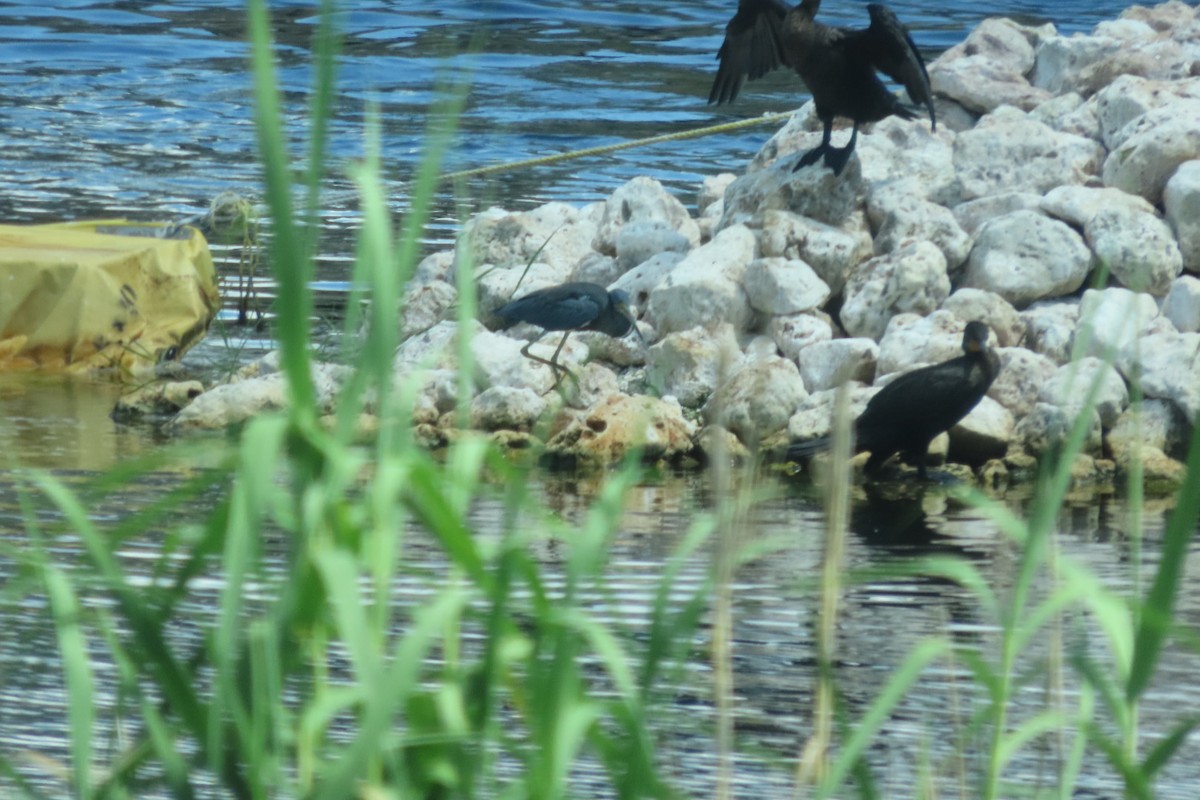 Tricolored Heron - ML640851498