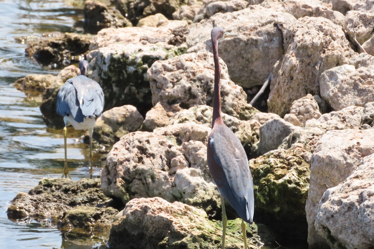 Tricolored Heron - ML640851499