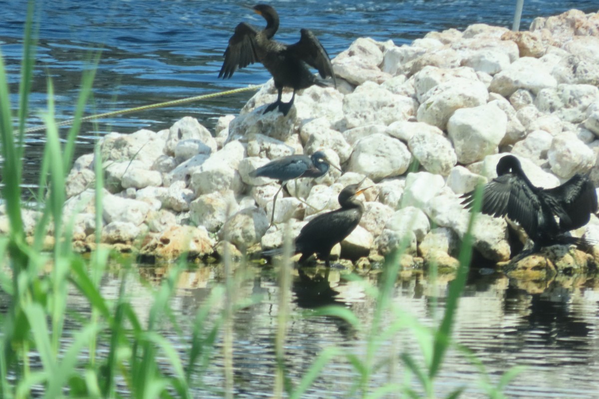 Tricolored Heron - ML640851500