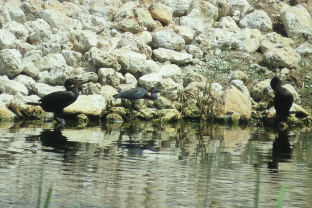 Tricolored Heron - ML640851501