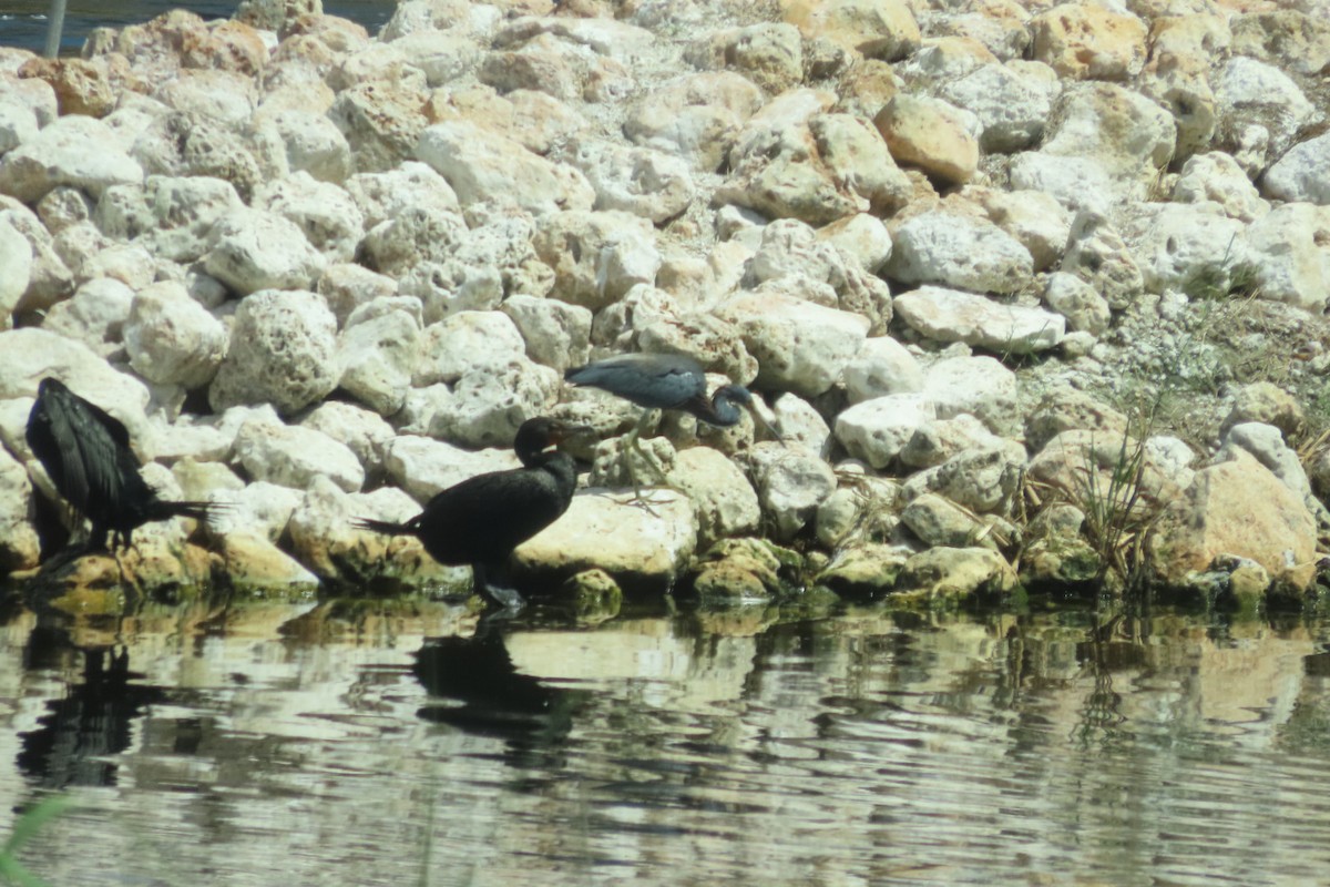 Tricolored Heron - ML640851502