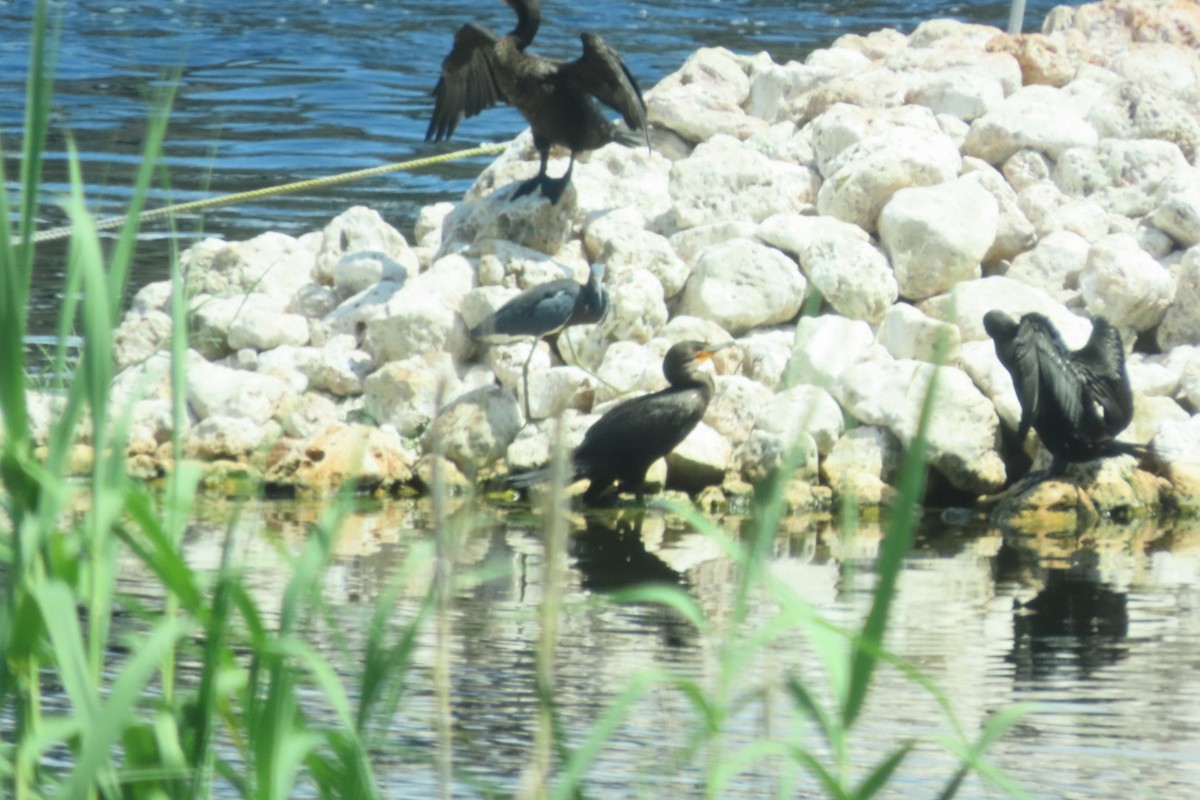 Tricolored Heron - ML640851503