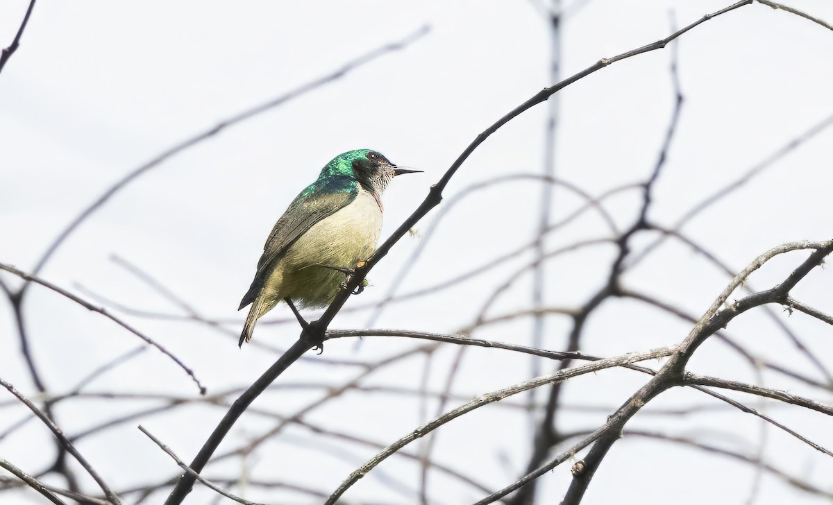 Banded Sunbird - ML640851518