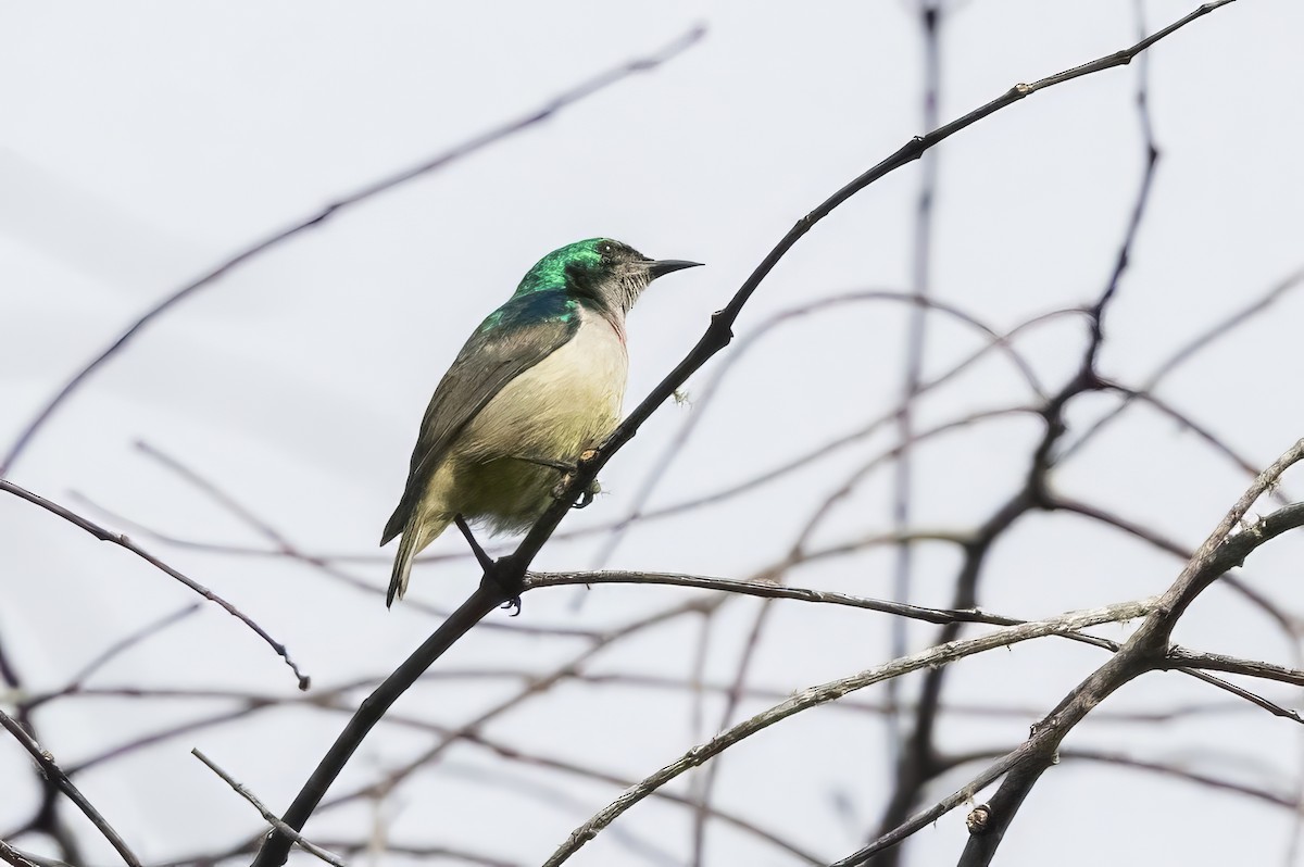 Banded Sunbird - ML640851519