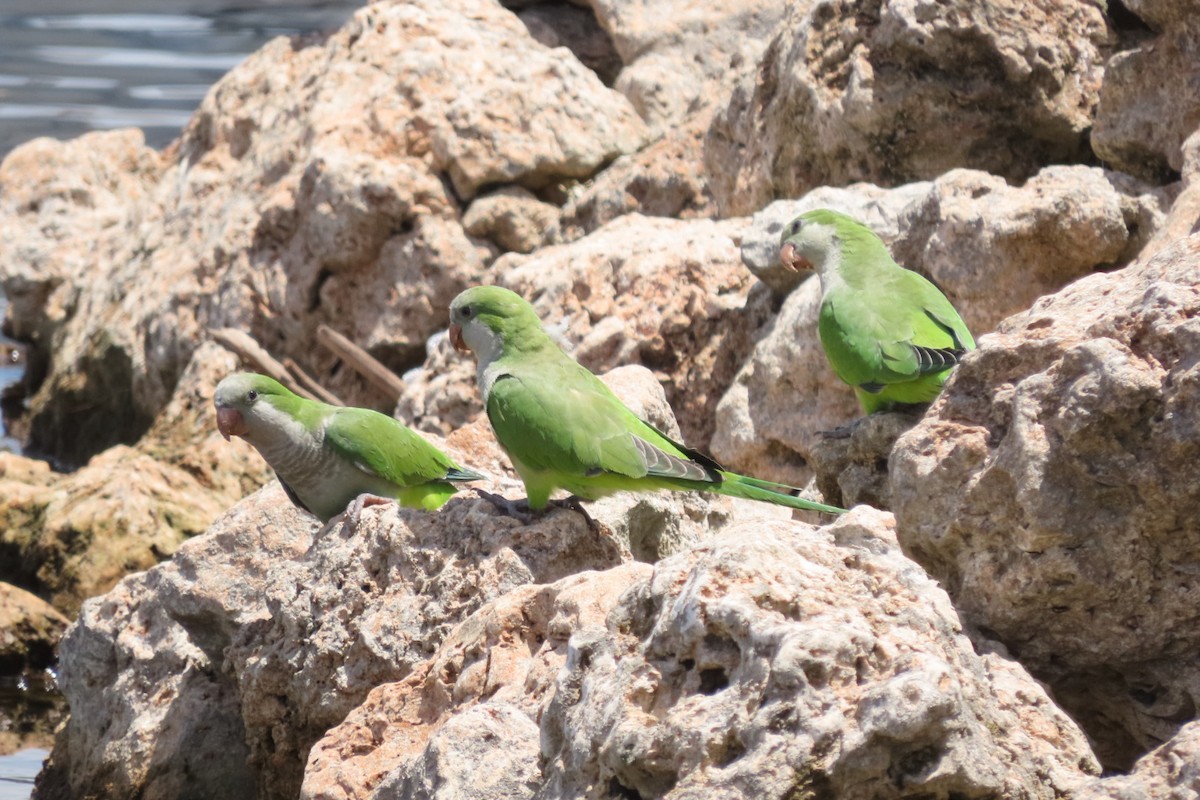 Monk Parakeet - ML640851520