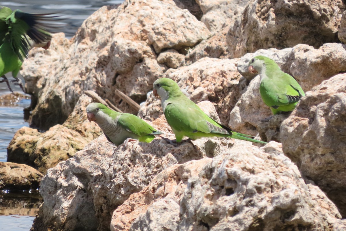 Monk Parakeet - ML640851521