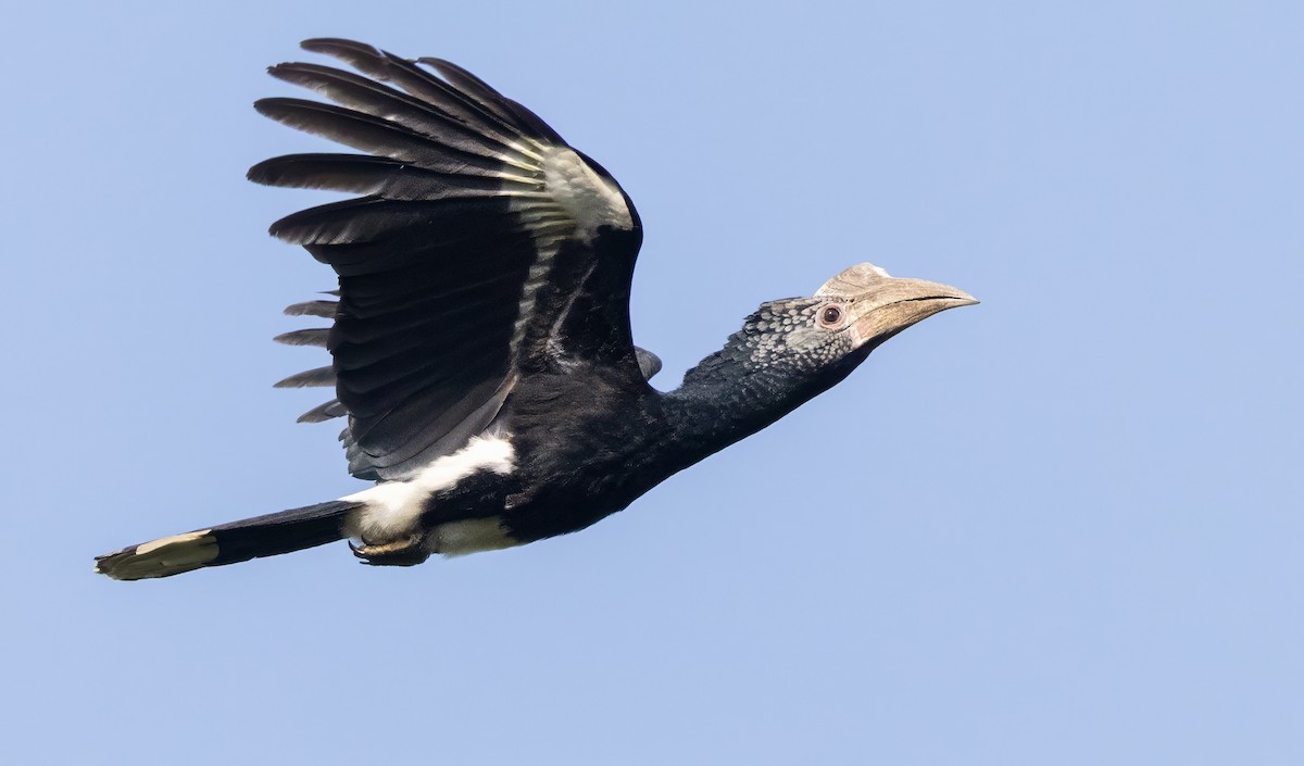 Silvery-cheeked Hornbill - ML640851522