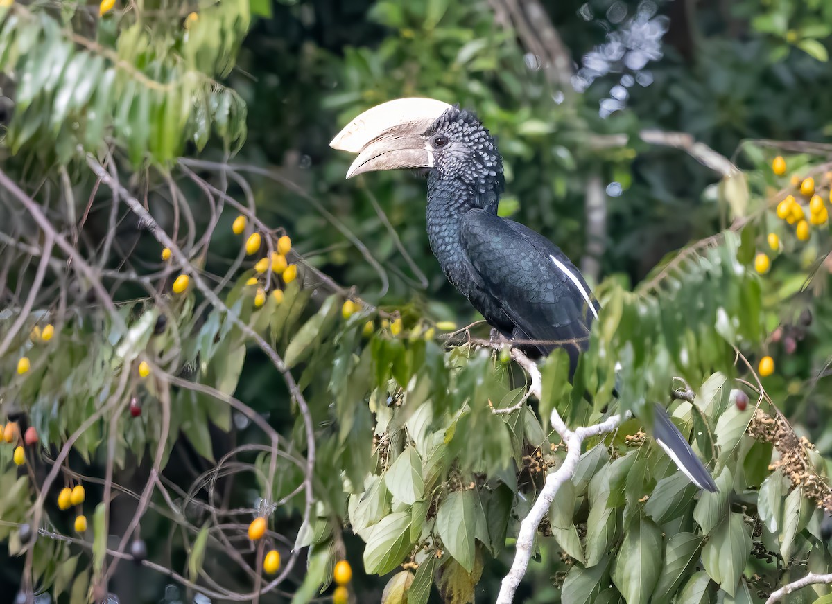 Silvery-cheeked Hornbill - ML640851523