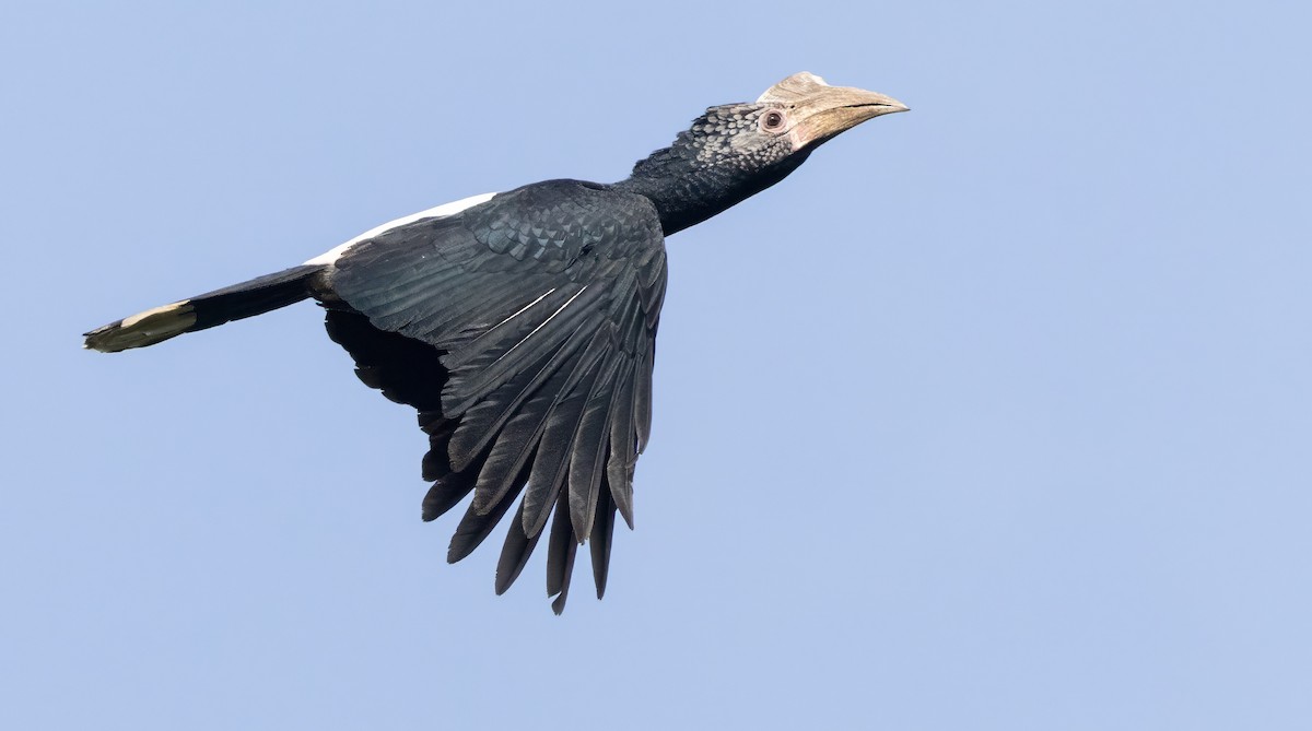 Silvery-cheeked Hornbill - ML640851524