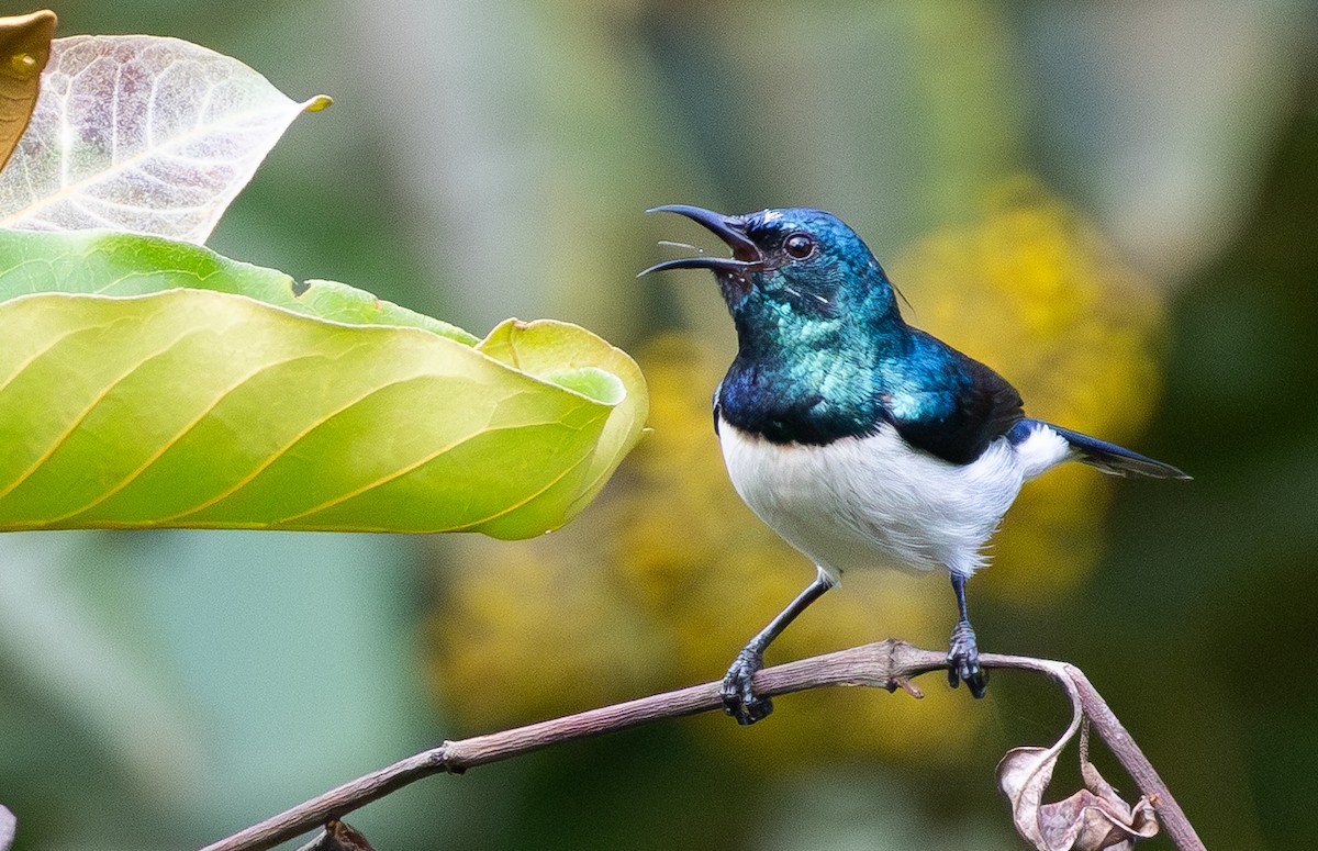 Amani Sunbird - ML640851525
