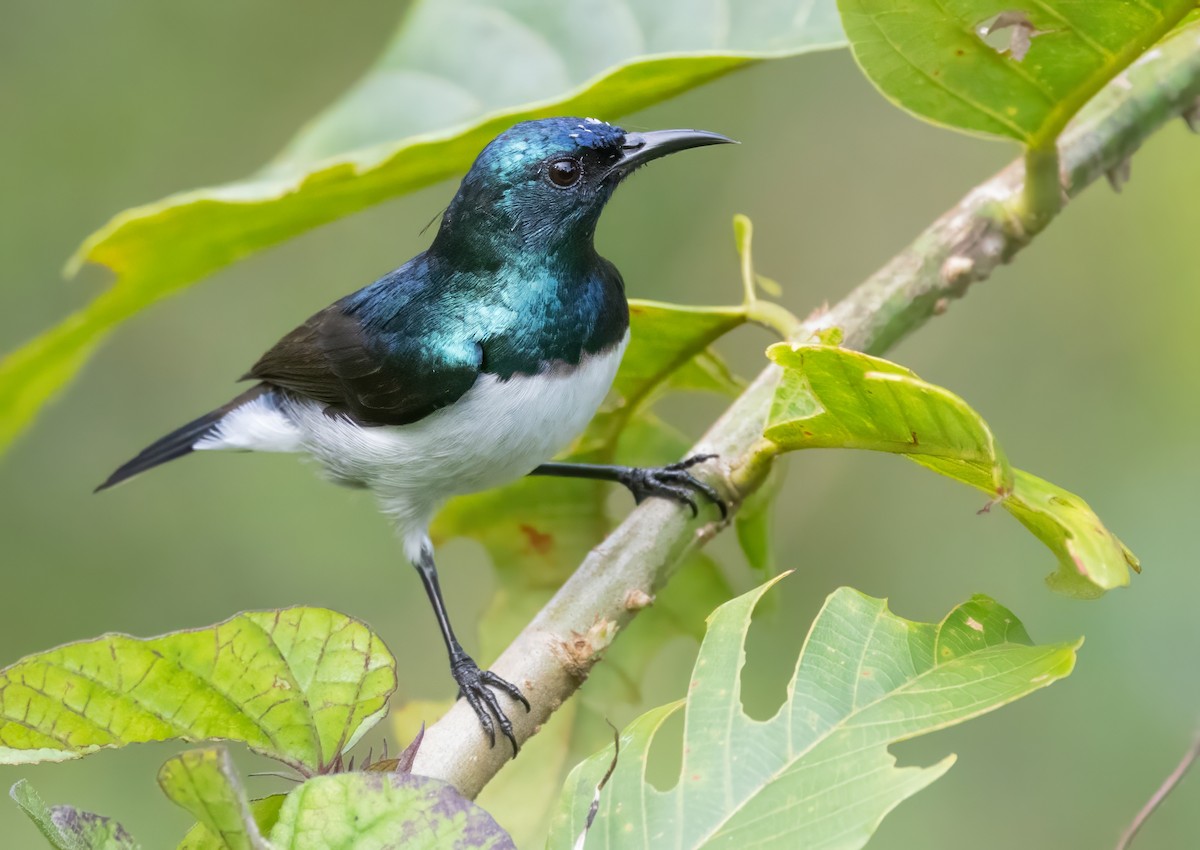 Amani Sunbird - ML640851526