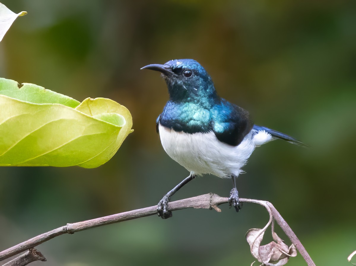 Amani Sunbird - ML640851527