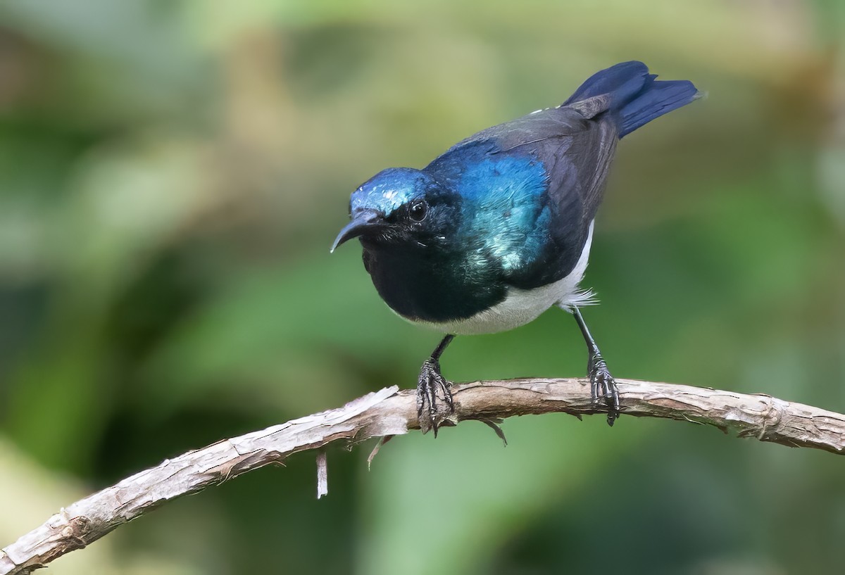 Amani Sunbird - ML640851528