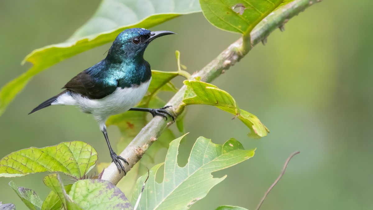 Amani Sunbird - ML640851530