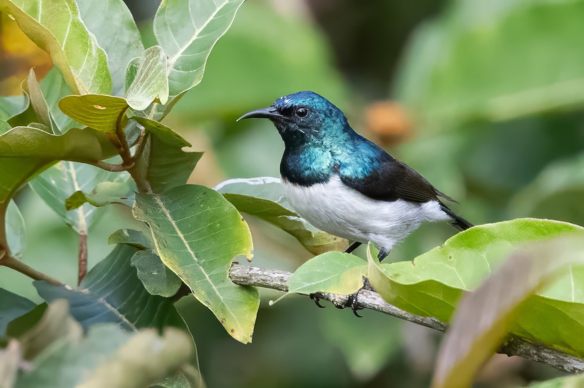 Amani Sunbird - ML640851532