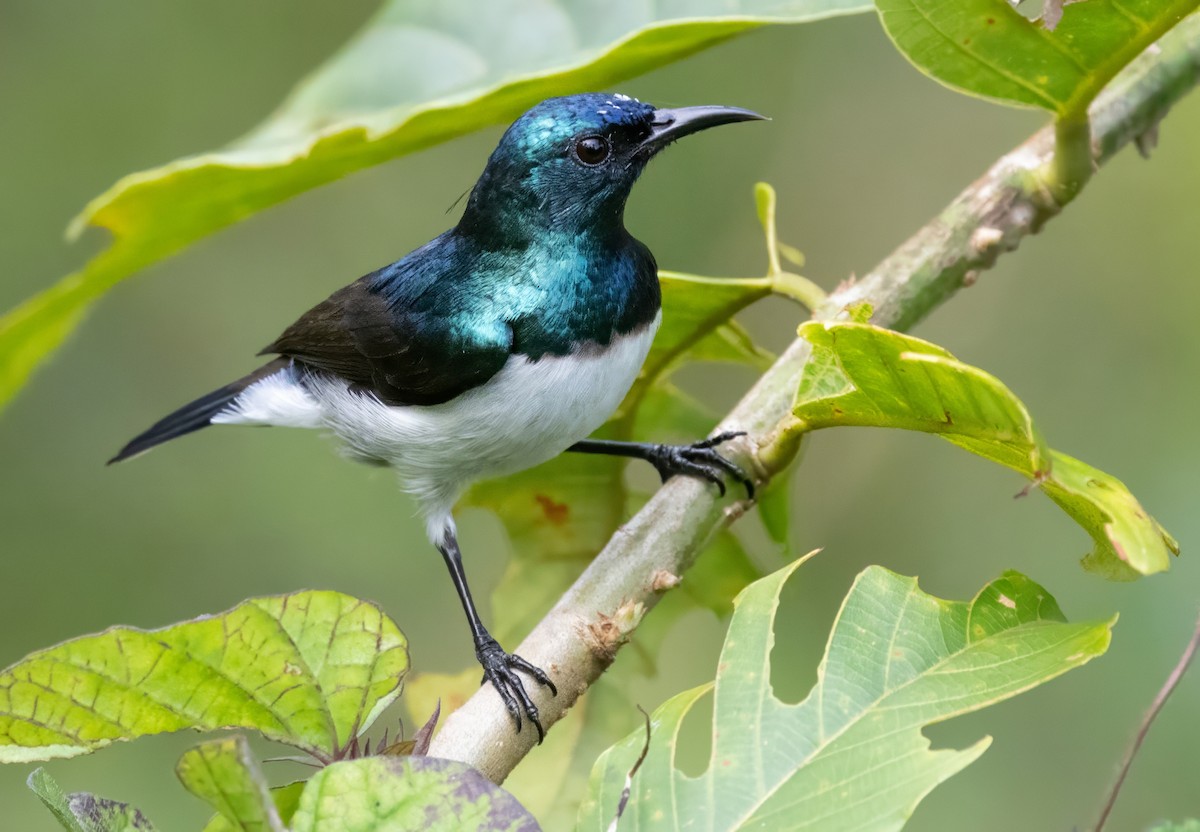 Amani Sunbird - ML640851533