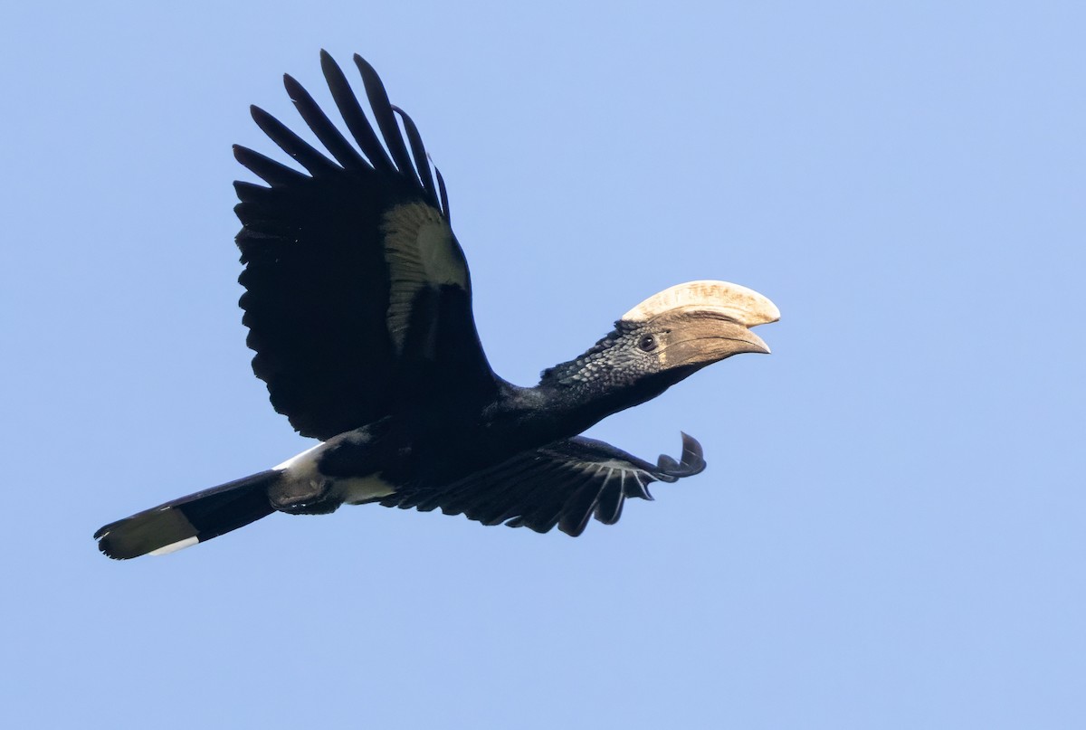 Silvery-cheeked Hornbill - ML640851534