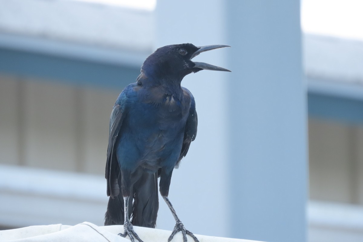 Boat-tailed Grackle - ML640851547