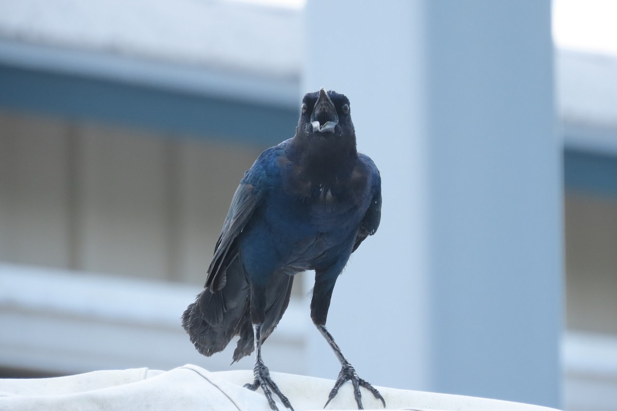 Boat-tailed Grackle - ML640851548