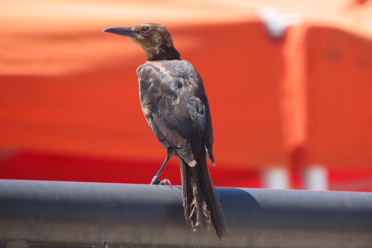 Boat-tailed Grackle - ML640851549